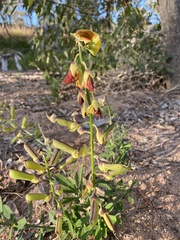 Crotalaria trichotoma