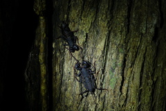 Hypoctonus gastrostictus