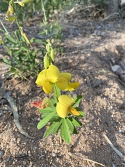 Crotalaria trichotoma