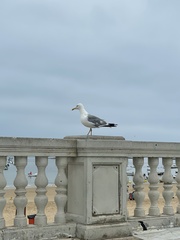 Larus michahellis