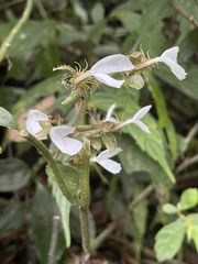 Odontochilus tashiroi