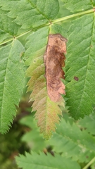 Stigmella sorbi