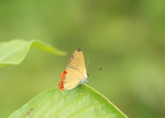 Heliophorus epicles