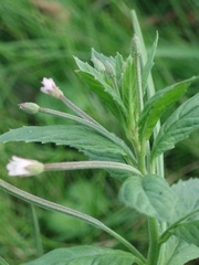 Epilobium roseum