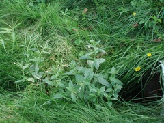 Epilobium roseum