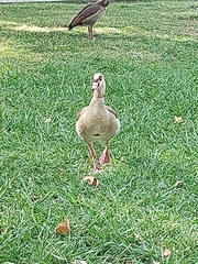 Alopochen aegyptiaca
