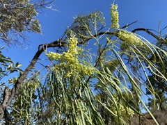 Grevillea parallela