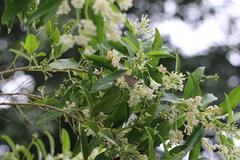 Deudorix epijarbas