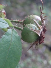 Rosa marginata