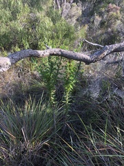 Senecio glastifolius