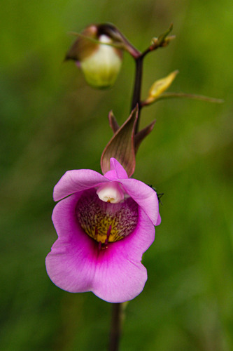 Eulophia cucullata image