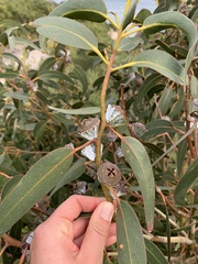 Eucalyptus globulus globulus