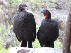 Penelope albipennis