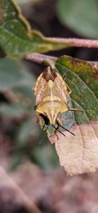 Carpocoris coreanus