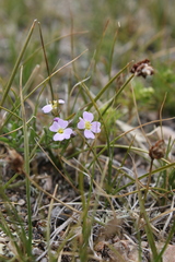 Dontostemon integrifolius