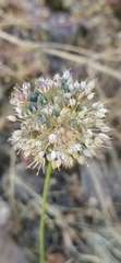 Allium talassicum