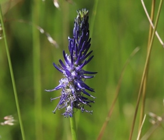 Phyteuma betonicifolium