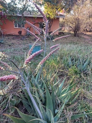 Aloe globuligemma