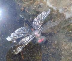 Somatochlora arctica