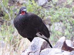 Penelope albipennis