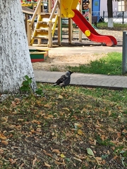 Corvus monedula