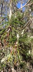 Bedfordia linearis