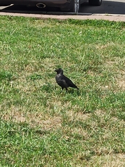 Corvus monedula