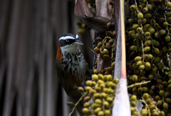Pomatorhinus musicus