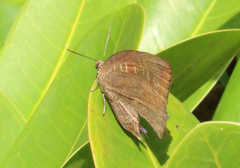 Mahathala ameria