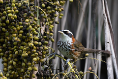 Pomatorhinus musicus