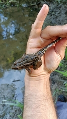 Pelophylax lessonae