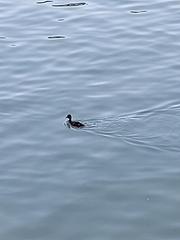 Alopochen aegyptiaca