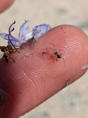 Aphididae