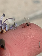 Aphididae