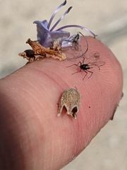 Aphididae