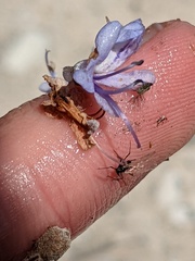 Aphididae