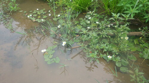 Sagittaria guayanensis subsp. lappula image