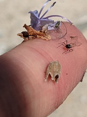 Aphididae