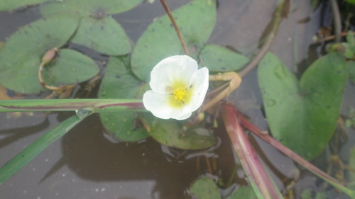 Sagittaria guayanensis ssp. lappula