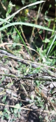Oedipoda caerulescens