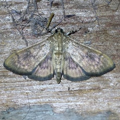 Psara obscuralis