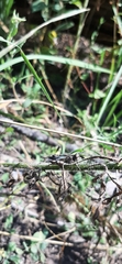 Oedipoda caerulescens