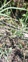 Oedipoda caerulescens