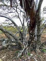 Eucalyptus oleosa oleosa