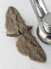 Eupithecia phoeniceata