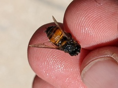 Apis mellifera