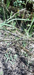 Oedipoda caerulescens