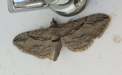 Eupithecia phoeniceata