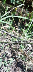 Oedipoda caerulescens