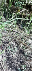 Oedipoda caerulescens